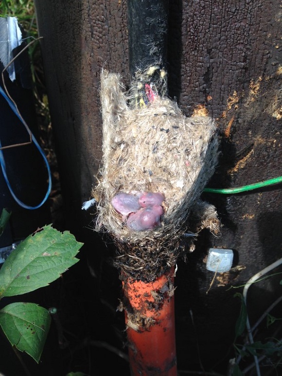 Figure 1:  Fiber Cable Mouse Damage